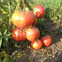 Tomato seeds «Raspberry viscount»