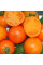 Tomato seeds «Mandarin»