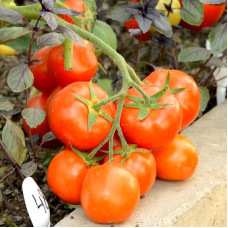 Tomato seeds «Sanka»