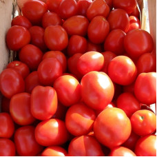 Tomato seeds «Asterix»