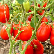 Tomato seeds «Winner»
