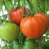 Tomato seeds «Bull forehead»