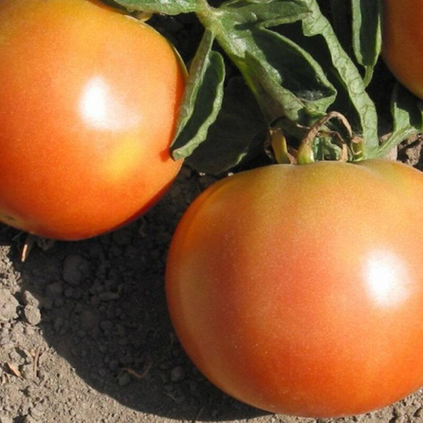 Tomato seeds «Long keeping»