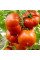 Tomato seeds «Paradisе delight»
