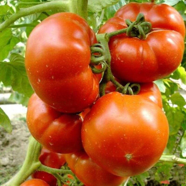 Tomato seeds «Paradisе delight»