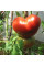 Tomato seeds «Paradisе delight»