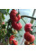 Tomato seeds «Australian»