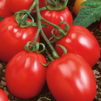 Tomato seeds «Amulet»