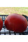 Tomato seeds «Ukrainian hero»