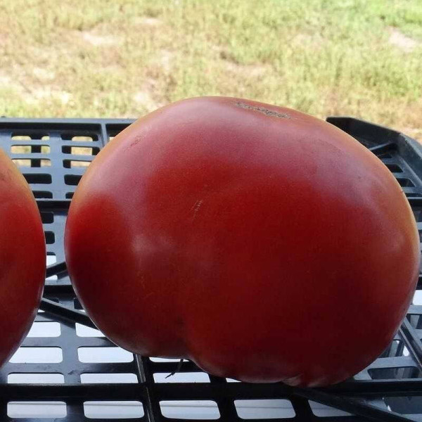 Tomato seeds «Ukrainian hero»