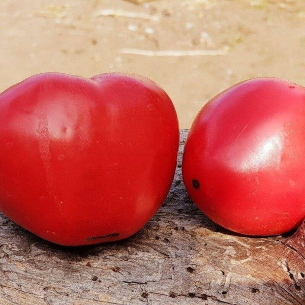 Tomato seeds «Cap of Monomakh»