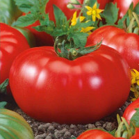 Tomato seeds «Cap of Monomakh»