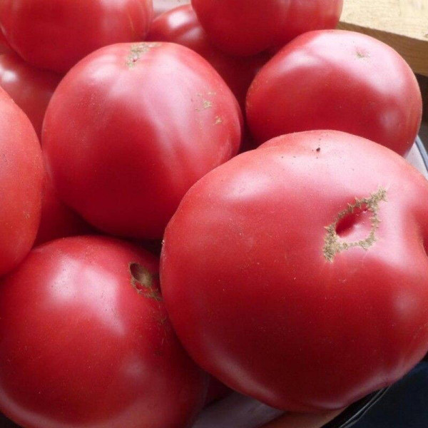 Tomato seeds «Cap of Monomakh»