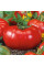 Tomato seeds «Cap of Monomakh»
