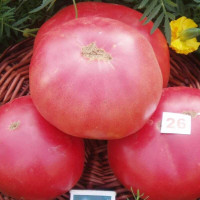 Tomato seeds «Sugar pudovik»