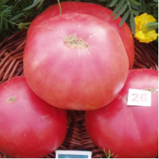 Tomato seeds «Sugar pudovik»