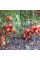 Tomato seeds «Chio-Chio-San»