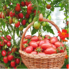 Tomato seeds «Chio-Chio-San»