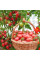 Tomato seeds «Chio-Chio-San»