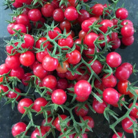 Tomato seeds «Cherry-Cherry»