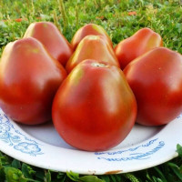 Семена томата «Грушовка»