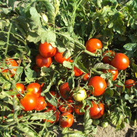 Tomato seeds «Ripe cherry»