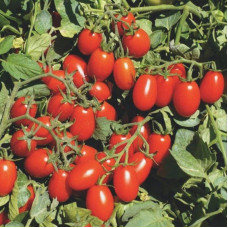 Tomato seeds «Kherson stars»