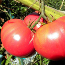 Tomato seeds «Pink hero»