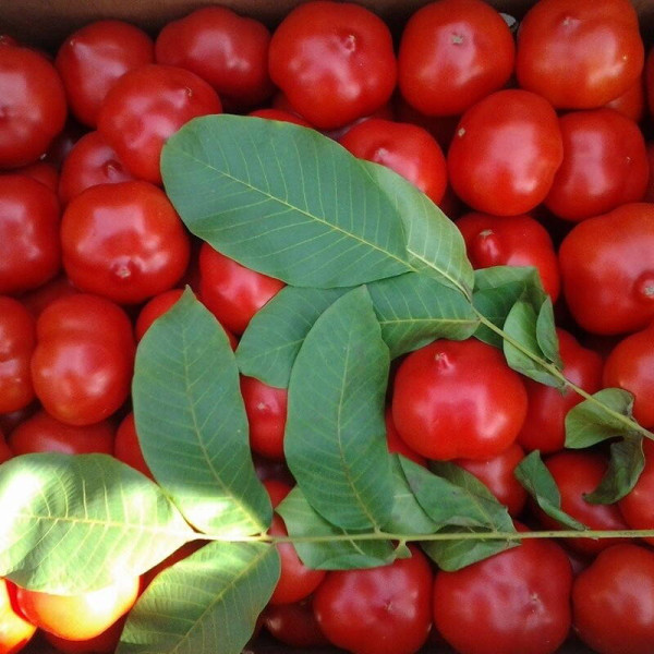 Tomato seeds «Prima donna» F1