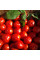 Tomato seeds «Prima donna» F1