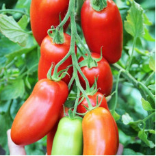 Tomato seeds «Comet»