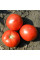 Tomato seeds «Bagheera»