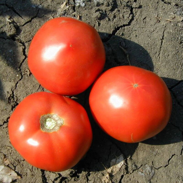 Tomato seeds «Bagheera»