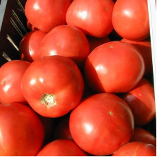 Tomato seeds «Bagheera»