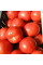 Tomato seeds «Bagheera»