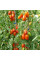 Tomato seeds «Marusya»