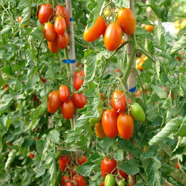 Tomato seeds «Marusya»