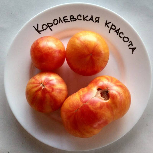 Семена томата «Королевская красота»
