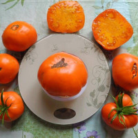 Tomato seeds «Zlatogor»