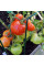 Tomato seeds «Athol»