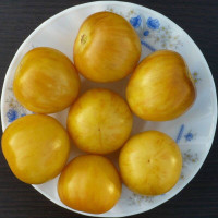 Tomato seeds «Vernissage yellow»