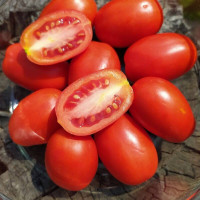 Tomato seeds «Plum Frodo»