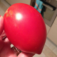 Tomato seeds «Darenka»
