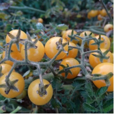 Tomato seeds «White currant»