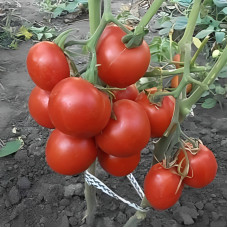 Tomato seeds «Fat»