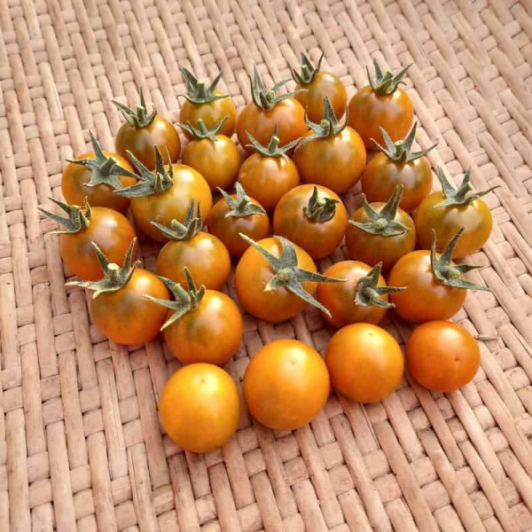 Tomato seeds «Dark Orange Muscat»