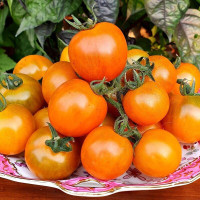 Tomato seeds «Dark Orange Muscat»
