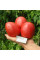Tomato seeds «Nastenka»