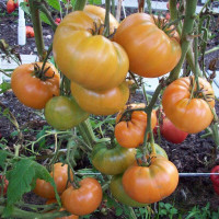 Tomato seeds «Super Nova»