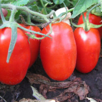 Tomato seeds «Colombia»